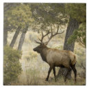 Search for elk gifts travel