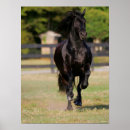 Search for friesian horse art Breed