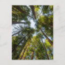 Search for redwood city Redwood national park