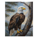 Search for eagle posters Feather