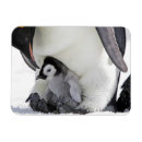 Search for antarctica magnets Emperor penguin