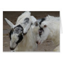 Search for fainting goats Dairy