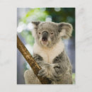 Search for queensland australia postcards Nature