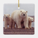 Search for polar bears ornaments Arctic