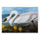 Search for audubon postcards Swan