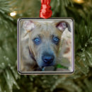 Search for pit bull ornaments puppy