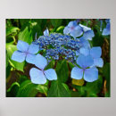 Search for hydrangea posters Bloom