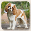 Search for dog coasters Puppies