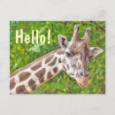 Search for wildlife postcards Portrait