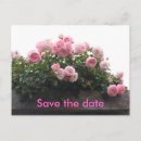 Search for wedding reminder postcards Roses