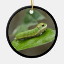 Search for worm ornaments Caterpillar