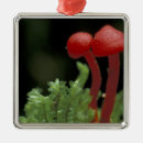 Search for panama ornaments Tropical