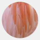 Search for flamingo stickers Abstract
