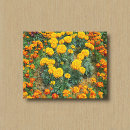 Search for marigold art Blossom
