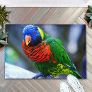 Search for rainbow bridge bird Lorikeet