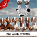 Search for boer goat Caprine