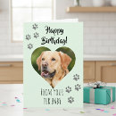 Search for pet cards Fur baby