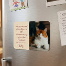 Search for cat magnets Rainbow bridge
