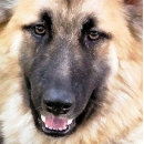 Search for german shepherd business cards Gsd