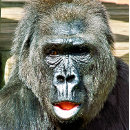 Search for gorilla wrapping paper Cute