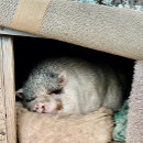 Search for polar bear gifts Animals