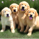 Search for english cream golden retriever Puppy