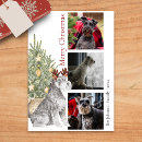 Search for miniature schnauzer christmas cards Pet