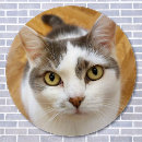 Search for cat wall decals dog