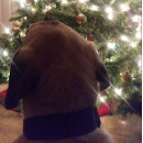 Search for dog christmas invitations Season