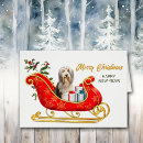 Search for bearded collie Beardie