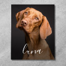 Search for pet supplies Create your own