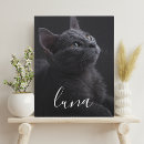 Search for pet portraits Cat