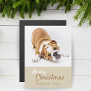 Search for english bulldog christmas cards Puppy