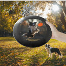 Search for frisbees Dog