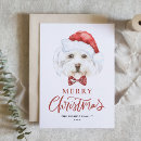 Search for maltese christmas cards Cute