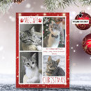 Search for cat photo christmas cards Funny