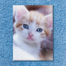 Search for cat buttons Keepsake