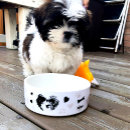 Search for shih tzu dog bowls For pets
