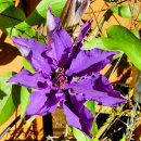 Search for clematis flower pretty