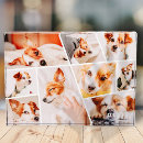 Search for collage photo blocks Pet