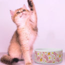 Search for bacon novelty gifts Bacon and eggs