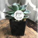 Search for watch me grow stickers Succulent