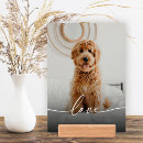 Search for dog photo display Cat