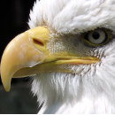 Search for eagle tissue paper Birds