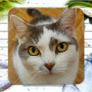 Search for dog patches Create your own