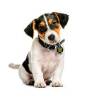Search for dog tags Modern