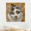 Search for cat canvas prints create your own