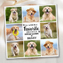 Search for pet loss cards In loving memory
