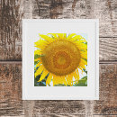 Search for yellow sunflower photography posters floral
