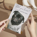 Search for my humans are getting married Pet